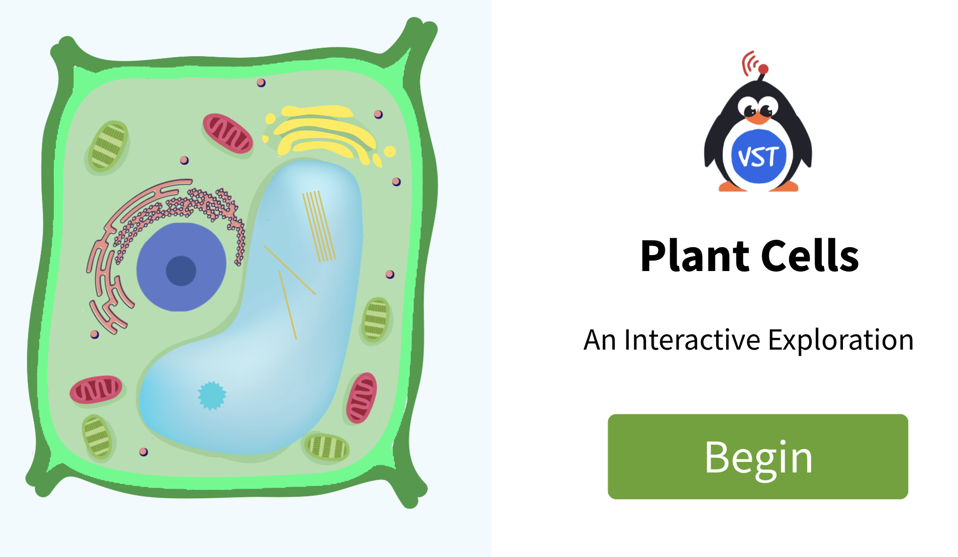 Plant Cells, An interactive exploration